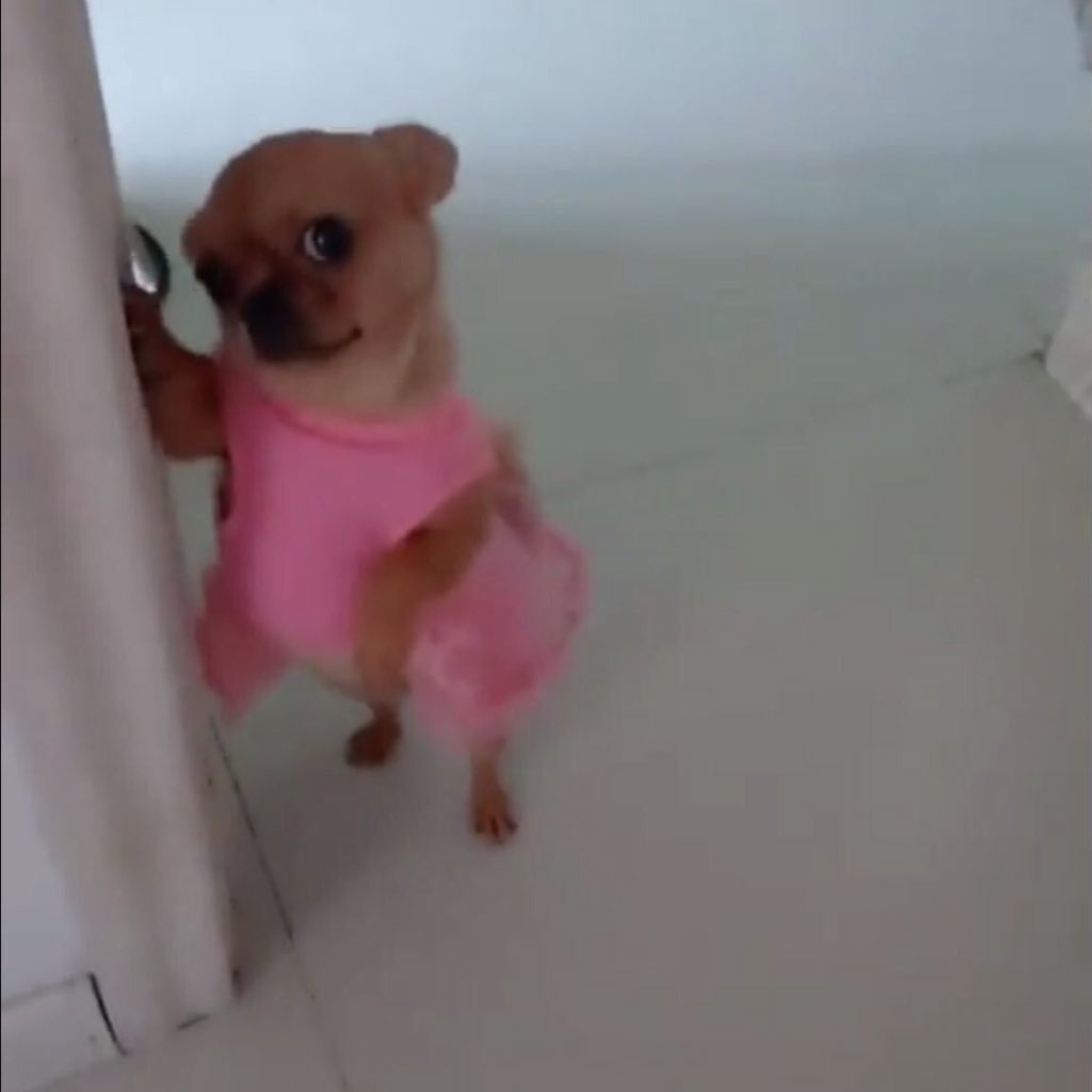moonemoticon's tweet photo. *walks out the door*

my dog: can i get another kiss before you leave? https://t.co/lDXKE0tJtN