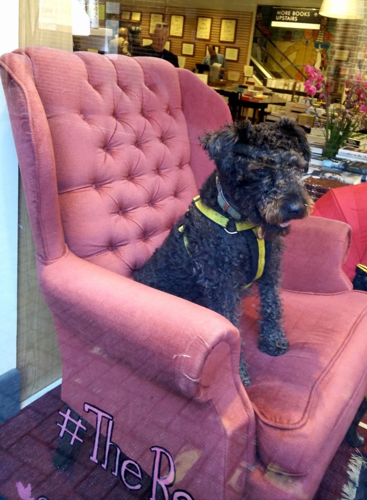 WaterstonesRose's tweet photo. This is Baxter. Baxter is actually a Bookhound, which is quite rare. Baxter can locate lost books by simply having a sniff of the bookmark. Obviously, often the bookmark is still in the book, but still... #TheReadingChair https://t.co/wofqW3CCDI