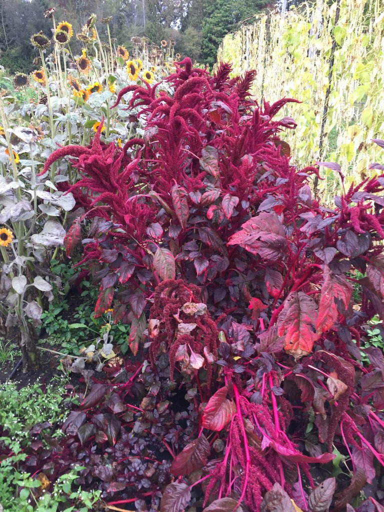 It's official: Amaranth is simply beautiful. Grow some just for the sheer beauty. Oh yeah, and it's healthy.  

#growoya #groweasy #oya #olla