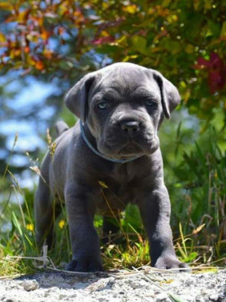 mycanecorso's tweet photo. Photo by Robin Knebel mycanecorso #canecorso #corso #canecorsocool #canecorsosleepy #corsolove #corsolovers #corso2018 #canecorsos #italianmastiff #tcccoa https://t.co/szWDB96emW