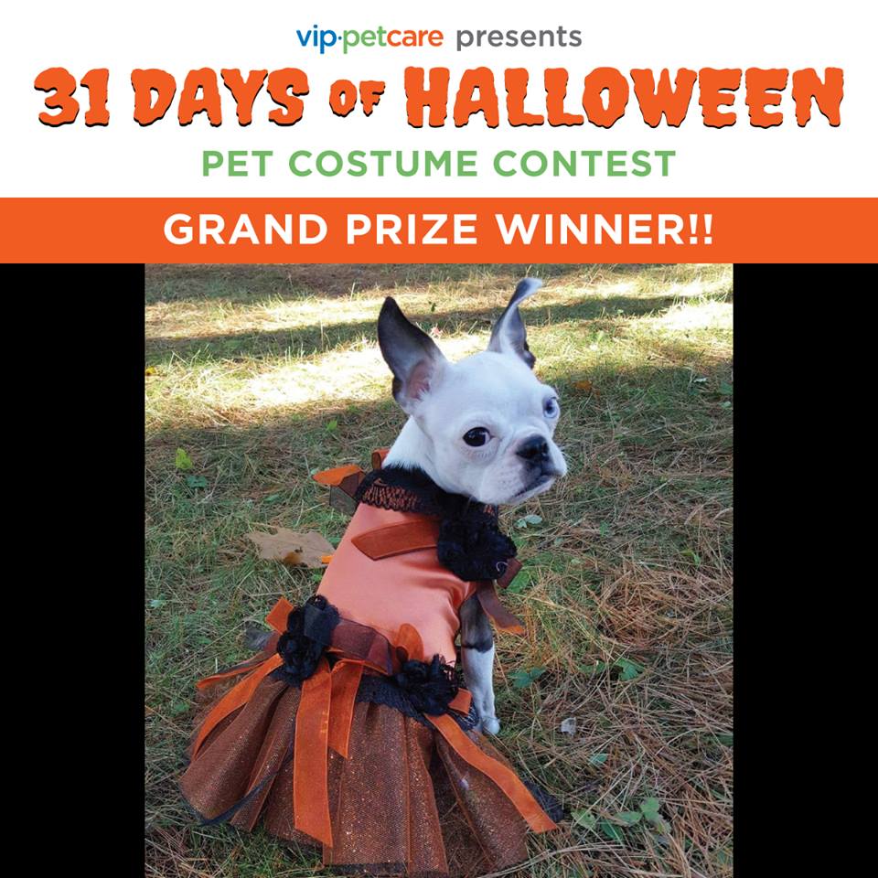 VipPetCare's tweet photo. #ThrowBarkThursday to last years #31DaysOfHalloween winner, Bloopy the Wonder Dog! Is your pet ready for this year? Stay tuned for details about this years pet costume contest! #VIPPetcare #HealthyHappySafe https://t.co/TP0YToC0AM