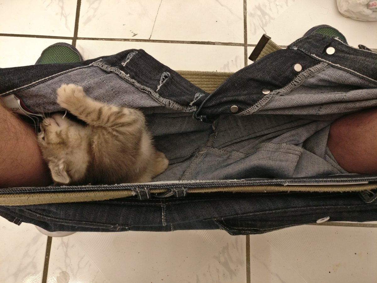 TeamBobFamily's tweet photo. Some more #tbt for you all...
I seriously do not remember ever being THAT small.. i think the humans made these all up!! Im too big now to have ever been that TINY!!
🙏🙏 https://t.co/3tE6aluxfC 🙏🙏
#ThursdayThoughts #throwbackthursday #helpBOB
#rt #love #MakeADifference https://t.co/IipNLSAygs
