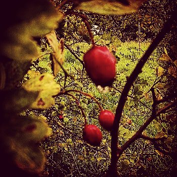 Mariko11982's tweet photo. #leafs #goldleafs #leaf #redplant #macrophotography #petal_perfection #total_macro #macro_vision #macroart #naturephotography #photoart #photoblogger #samsungphoto #wildnature #szukaminspiracji #zlotapolskajesien https://t.co/Q7gkLV6umw