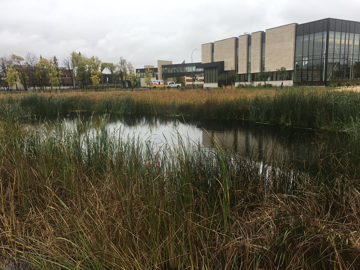 dpederso's tweet photo. A bioswale drains parking lot runoff to this very tiny storm pond that has been retrofitted to include lots of natural vegetation planted below Normal Water Level.  The vegetation eats up nutrients and helps to prevent algae growth #makeitdrain https://t.co/IySYCXAhvK