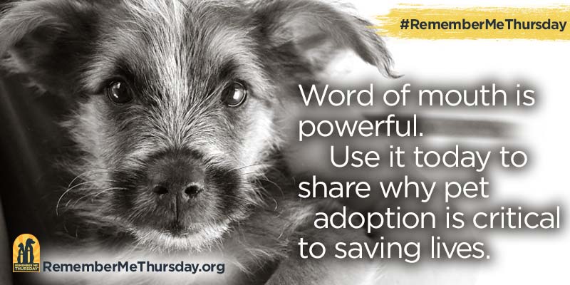 Today is #RememberMeThursday. A day that shines a light on all orphan pets waiting in shelters and rescues for their forever homes. We have so many #cats and #dogs in our care waiting for a family just like you. Please consider adopting and encourage others to do so as well.