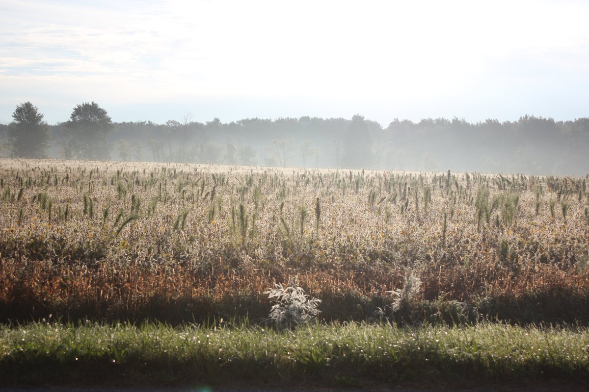 What starts out on one side of the road can quickly spread.  It is important to deal with herbicide resistant weeds when the infestation is first found.  Especially with marestail.  Christy Sprague's MSU Control Suggestions: canr.msu.edu/weeds/extensio…