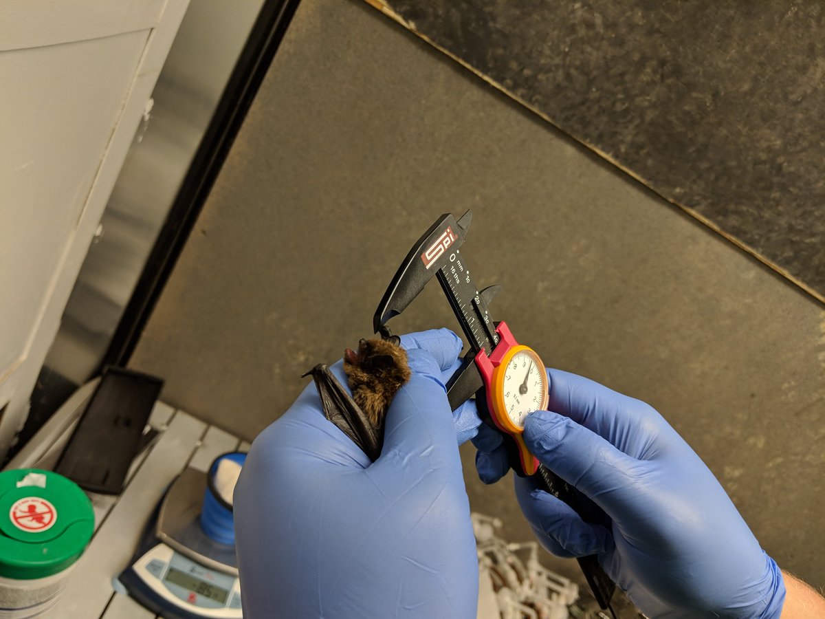 science4bats's tweet photo. Besides identifying species, we also look at wing health, measure forearm length, and determine age and sex of each bat. https://t.co/OWZsYsqENf