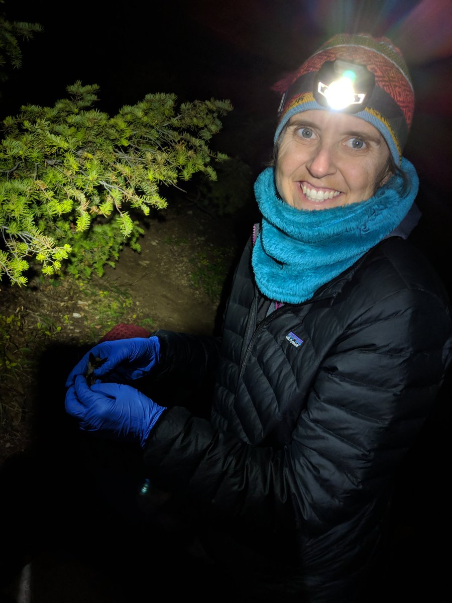 science4bats's tweet photo. Last night our fearless leader @soriding joined us in catching bats, armed with watermelon! https://t.co/UhevoGBe4F