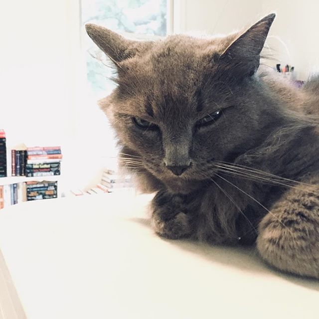 JodyCalkins's tweet photo. Gee. One would think I took his favorite toy away. All I did was put a flea and tick collar on him and then turn on Tim McGraw when everyone looked depressed. π€·πΌββοΈ #changeishard #wehatebugs https://t.co/chilExNzgp https://t.co/BWCBcv3j3C