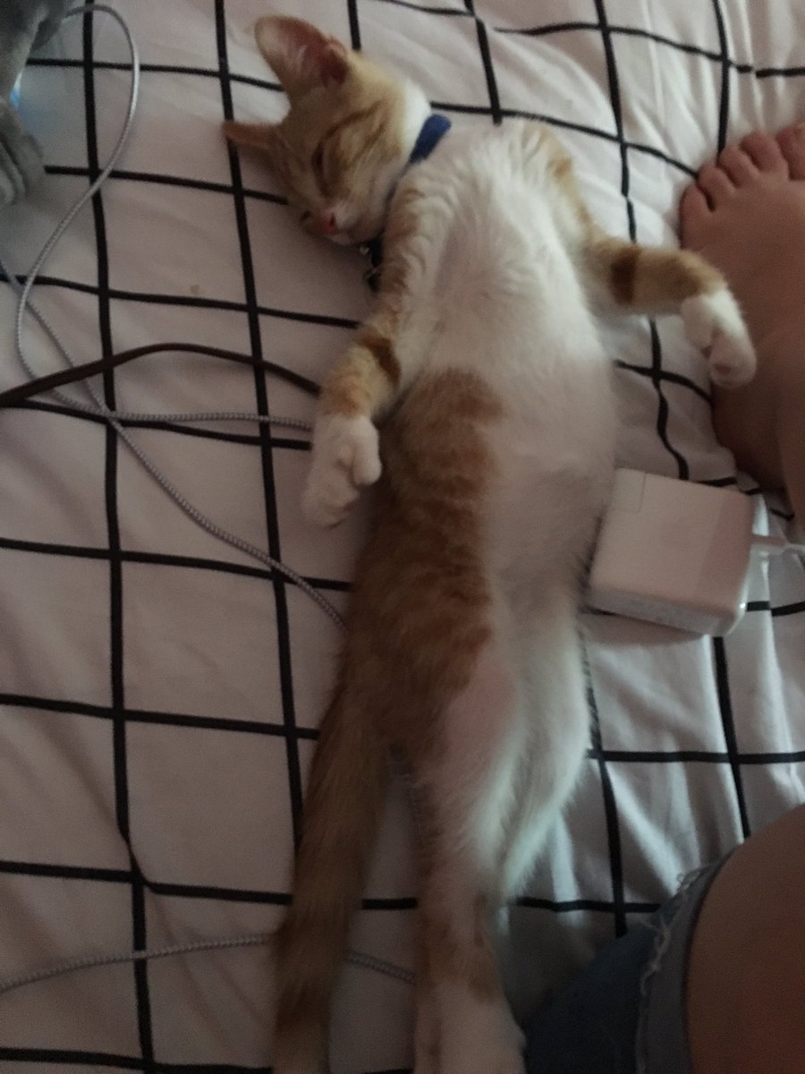 Gizmo24177743's tweet photo. It’s so hard being me. #sleepinglikeaking #hardlife https://t.co/s4AXpweqcH