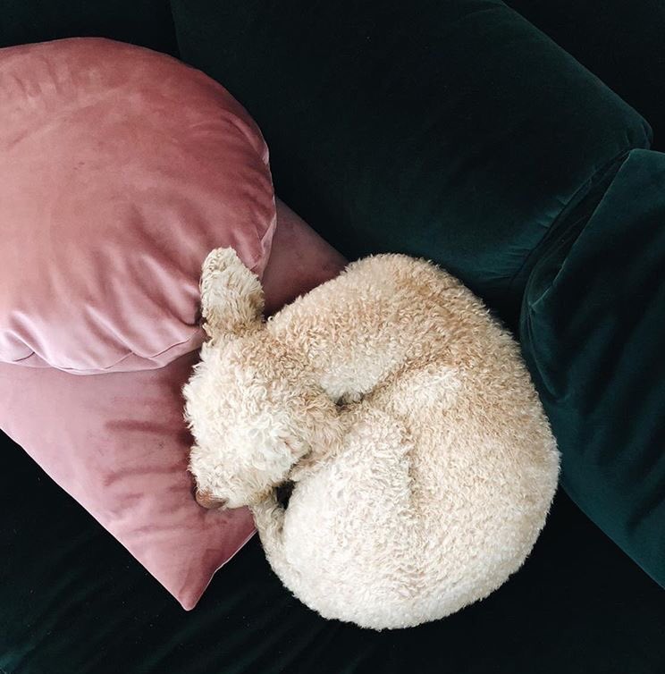 CupOfTeaSI's tweet photo. #cosy ☁️ https://t.co/NrcVtOYVoK