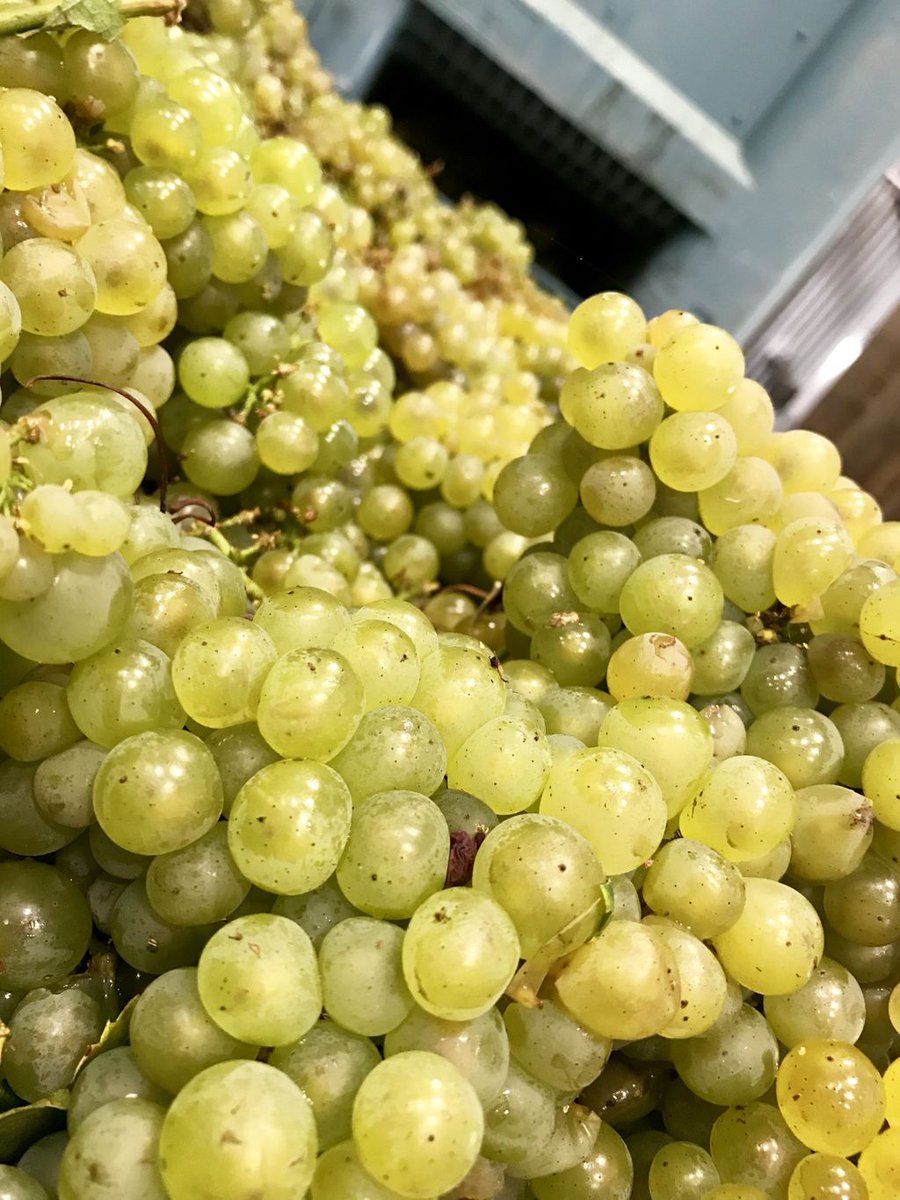 Yay for Chardonnay!💛

Getting ready to press some grapes!
.
.
.
📷: #hagafencellars #hagafen #silveradotrail #winery #wine #napavalley #napa #tournapa #visitnapa #napastrong #visitcalifornia