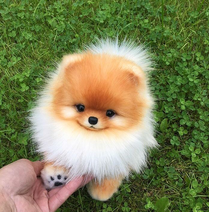 Puppy University tweet media
