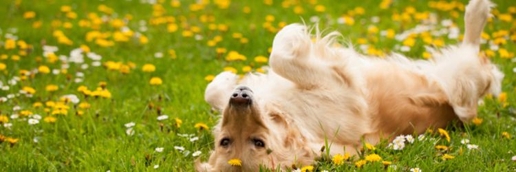 Good Neighbor Vet tweet media