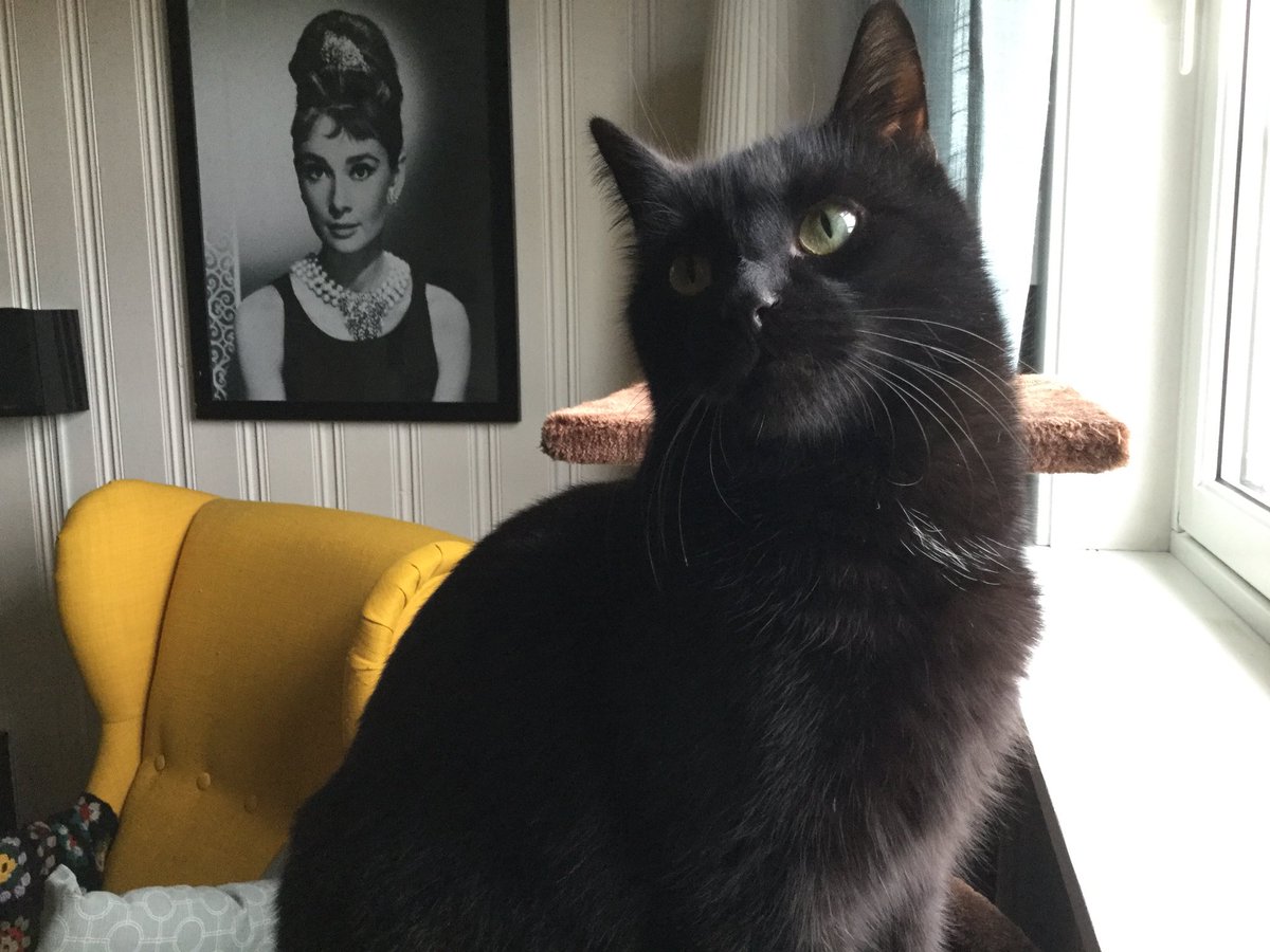 therese_hanssen's tweet photo. @ColeTheBlackCat Both is adoptet from a local rescue. Sandra did we adopt in november last year, and Billi in january. #RememberMeThursday #LightForPets #AdoptDontShop https://t.co/5wfumnOgOc