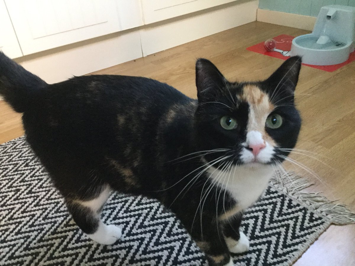 therese_hanssen's tweet photo. @ColeTheBlackCat Both is adoptet from a local rescue. Sandra did we adopt in november last year, and Billi in january. #RememberMeThursday #LightForPets #AdoptDontShop https://t.co/5wfumnOgOc