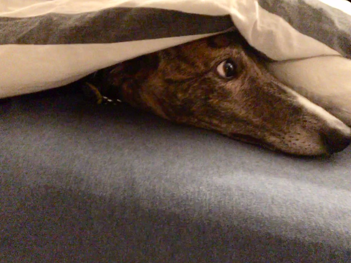AwkwardSnoot's tweet photo. I’m too cute to make room for my hoomans.#comfy 

—-------------

-

-

-
#dog  #greyhound #dogo #dogsitting #dogoftheday #dogsofinstagram #dogs_of_world https://t.co/PAqAD58cAy