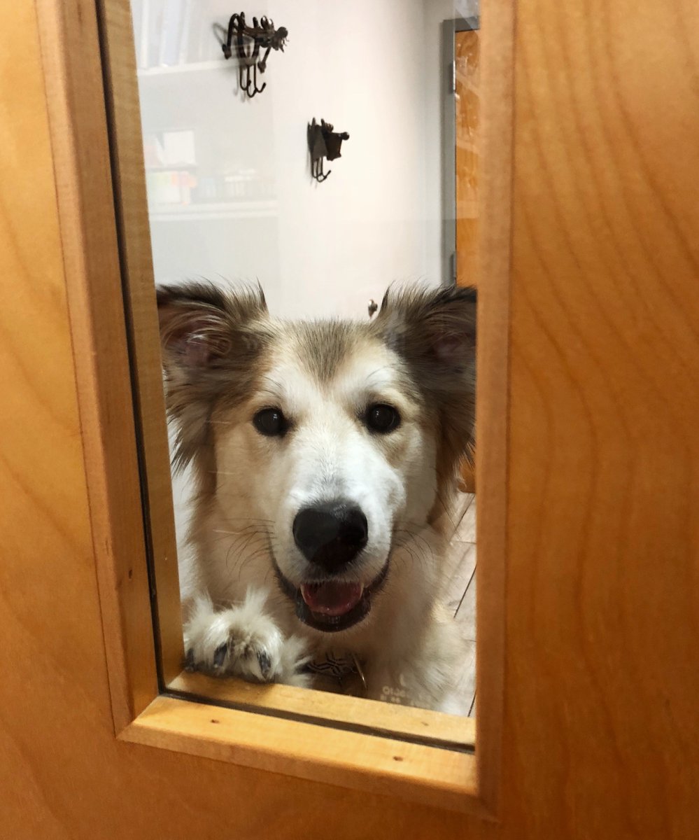 KingsburyAH's tweet photo. “You got more treats back there? Will give you all the kisses!” #finn #rescue #sweetboy https://t.co/nrSpveu7OF