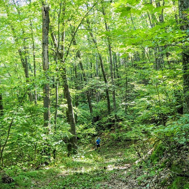nurunco's tweet photo. I love the diversity of Black River State Forest! This section always reminds me of Star Wars Return of the Jedi and the Pacific Northwest. 23 days until runners will be speeding through here on their way to the finish line! https://t.co/kYuMUuEoBT https://t.co/2r0GBdCpII