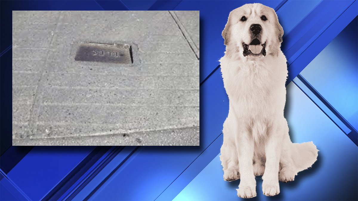 Florida dog electrocuted by sidewalk utility box during daily walk bit.ly/2OTgTKZ?utm_so… https://t.co/No3yi5nhpX