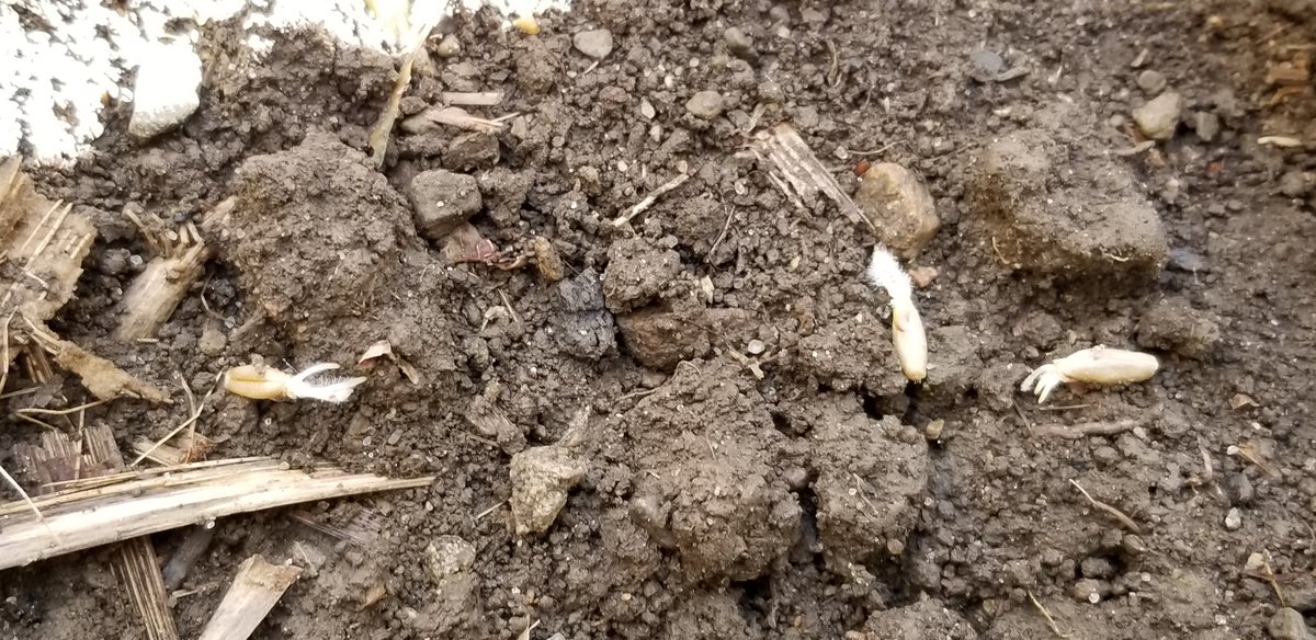 farmerschneck's tweet photo. #CoverCrop cereal rye #interseeded into #corn taking root #ontag https://t.co/n1UB5Z0bEp