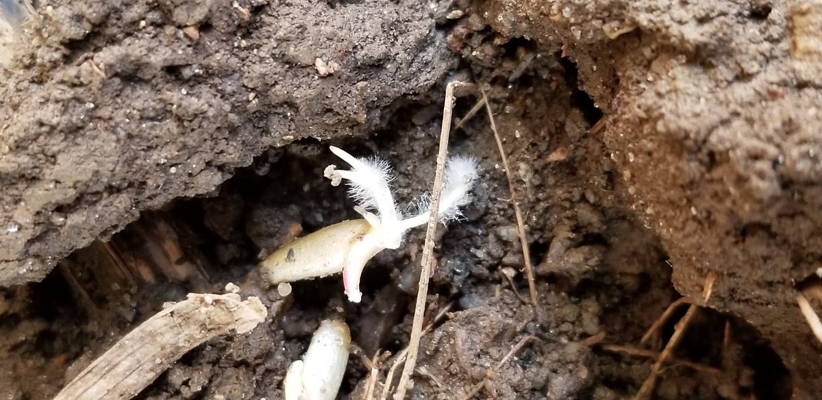 farmerschneck's tweet photo. #CoverCrop cereal rye #interseeded into #corn taking root #ontag https://t.co/n1UB5Z0bEp