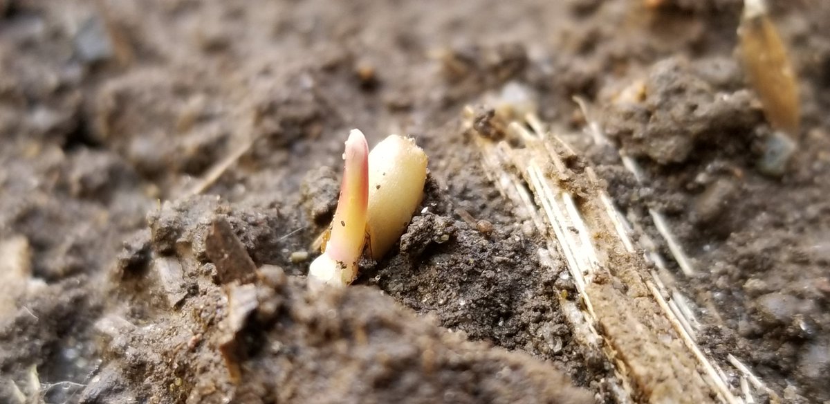 farmerschneck's tweet photo. #CoverCrop cereal rye #interseeded into #corn taking root #ontag https://t.co/n1UB5Z0bEp