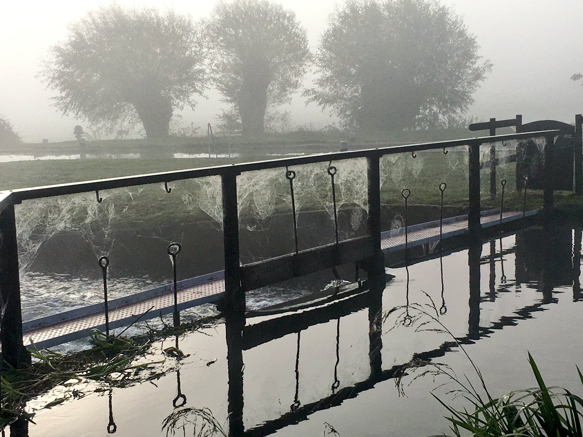 paulbcornwall's tweet image. Misty morning @NTRiverWey today ....a chill in the air to blow all those cobwebs away! #Autumn #favouritetimeoftheyear