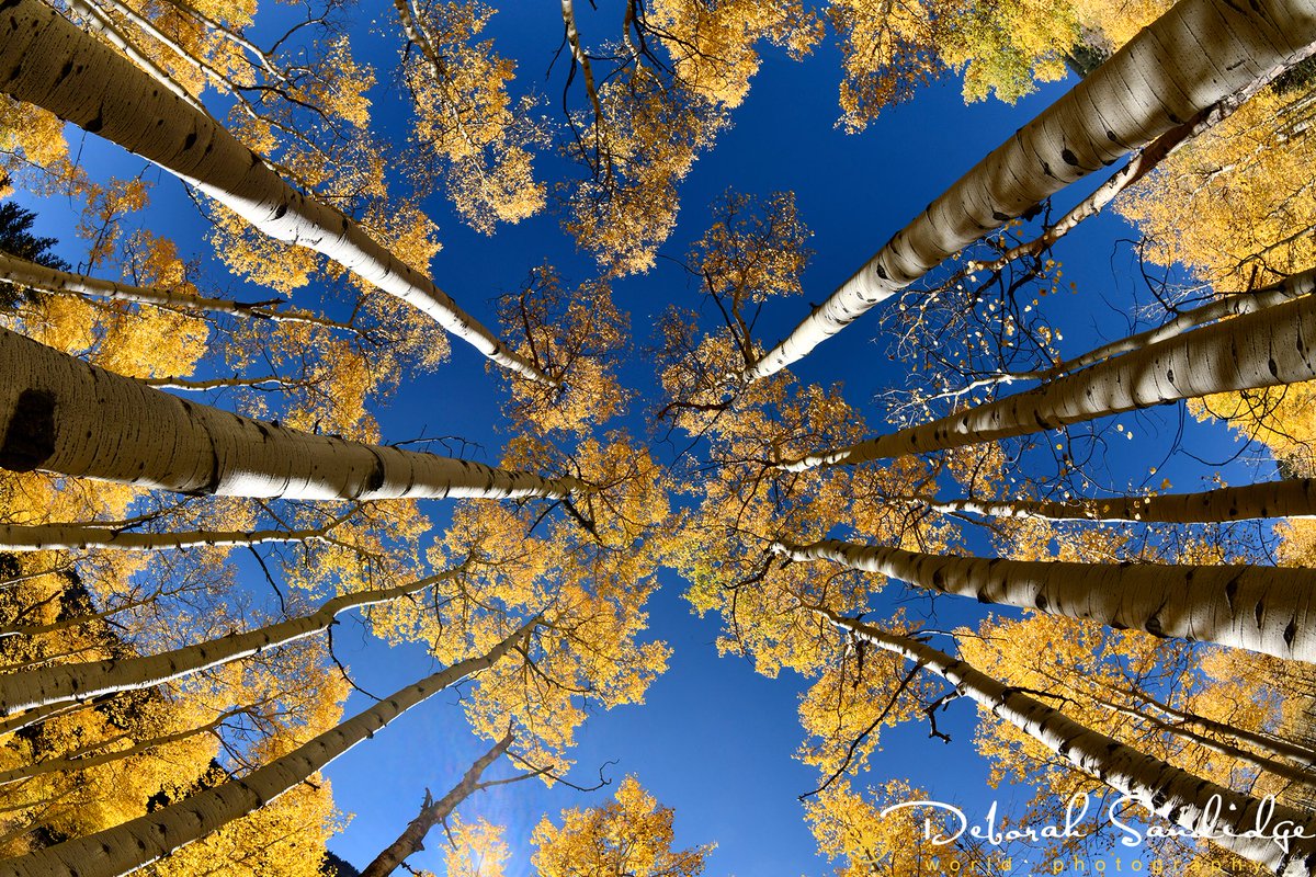 There is nothing like being surrounded by golden leaves and blue sky! This was photographed at Maroon Bells valley, which is full of vibrant color at the moment! @nikonusa D850, 8-15mm fisheye lens at 15mm. 
#nikonnofilter #nikonambassador #nikond850 #maroonbells #aspen