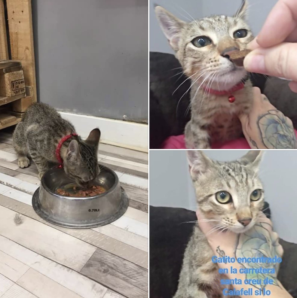 ProgatCatalunya's tweet photo. Gatet #trobat a la Crta. Santa Creu de #CALAFELL.
No porta xip
Contacte: #VET24 936 38 90 31 https://t.co/Dn8xhT6fyv