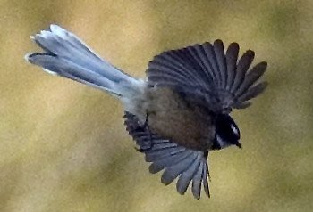 why have i never heard of new zealand fan tails i have been enlightened