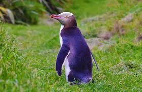 okay....so maybe penguins all arent SO bad