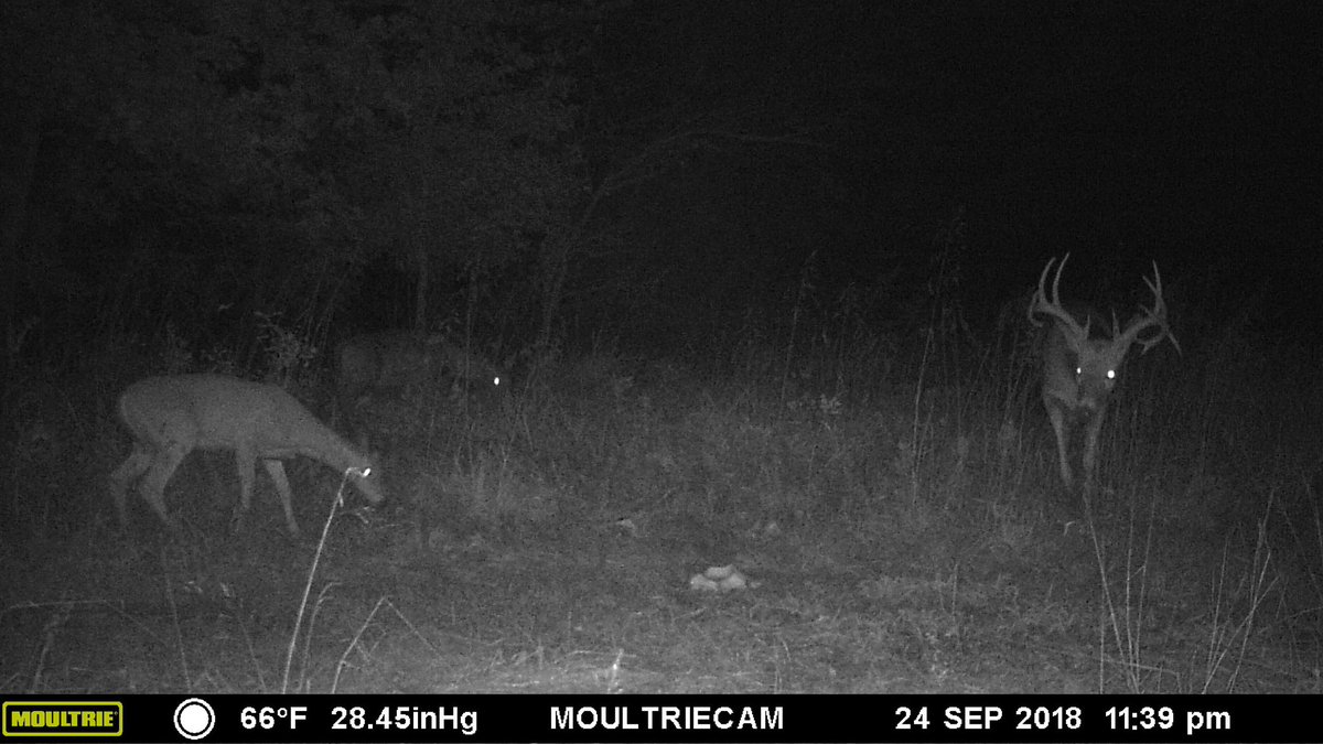 Like big Kansas Whitetail Deer?  Contact me about the ranch I just got this picture from! #KansasDeer #whitetail #droptine