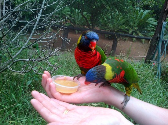 RefiloeShalang's tweet photo. Umgeni River Bird Park is a quite and refreshing bird park with lots of fresh air. It has a good landscaping, education about nature and the birds. Dont miss out. #eng2604 https://t.co/llQvu8oezf