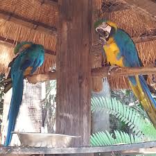 RefiloeShalang's tweet photo. Umgeni River Bird Park is a quite and refreshing bird park with lots of fresh air. It has a good landscaping, education about nature and the birds. Dont miss out. #eng2604 https://t.co/llQvu8oezf