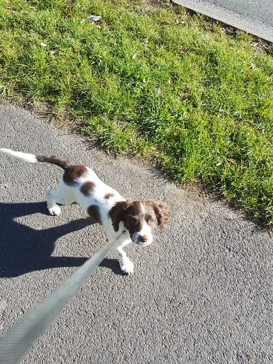 Hanborough_Pets's tweet photo. First walk for this little angel today #dogwalking #witney #woodstock #Dog #DogsofTwittter https://t.co/E3vuoWSNgH