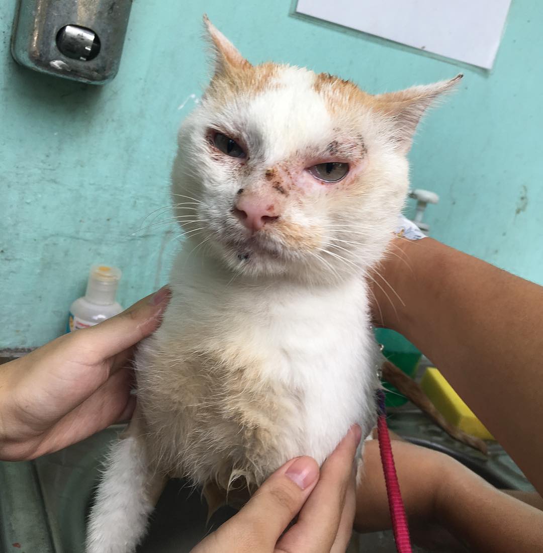 PAWSPhilippines's tweet photo. BATH TIME FOR TIMMY❤️

Cats are usually able to groom themselves daily &amp; don't have a natural aversion to water. But that's not the case w/ Timmy who always seems to look forward to being bathed! He was rescued with a tumor near his eye w/c required several surgeries. https://t.co/z91xaKUuig