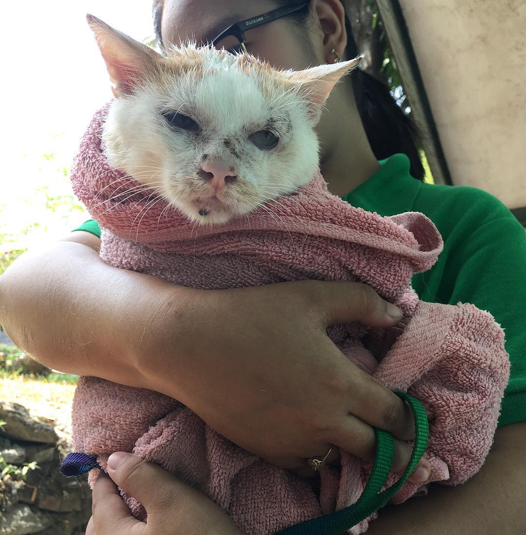 PAWSPhilippines's tweet photo. BATH TIME FOR TIMMY❤️

Cats are usually able to groom themselves daily &amp; don't have a natural aversion to water. But that's not the case w/ Timmy who always seems to look forward to being bathed! He was rescued with a tumor near his eye w/c required several surgeries. https://t.co/z91xaKUuig