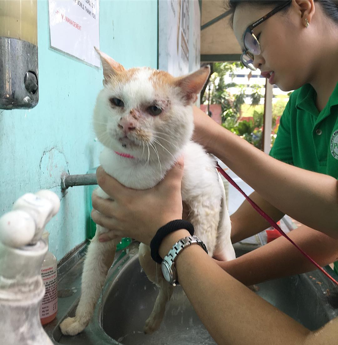 PAWSPhilippines's tweet photo. This left him w/ some facial scars that we are trying to heal w/ a whole lot of TLC. Timmy loves all the attention but as much as we would want to clean him often it simply isn't possible with more than 300 shelter animals and only a handful of staff and volunteers. https://t.co/fNowoAIaRx
