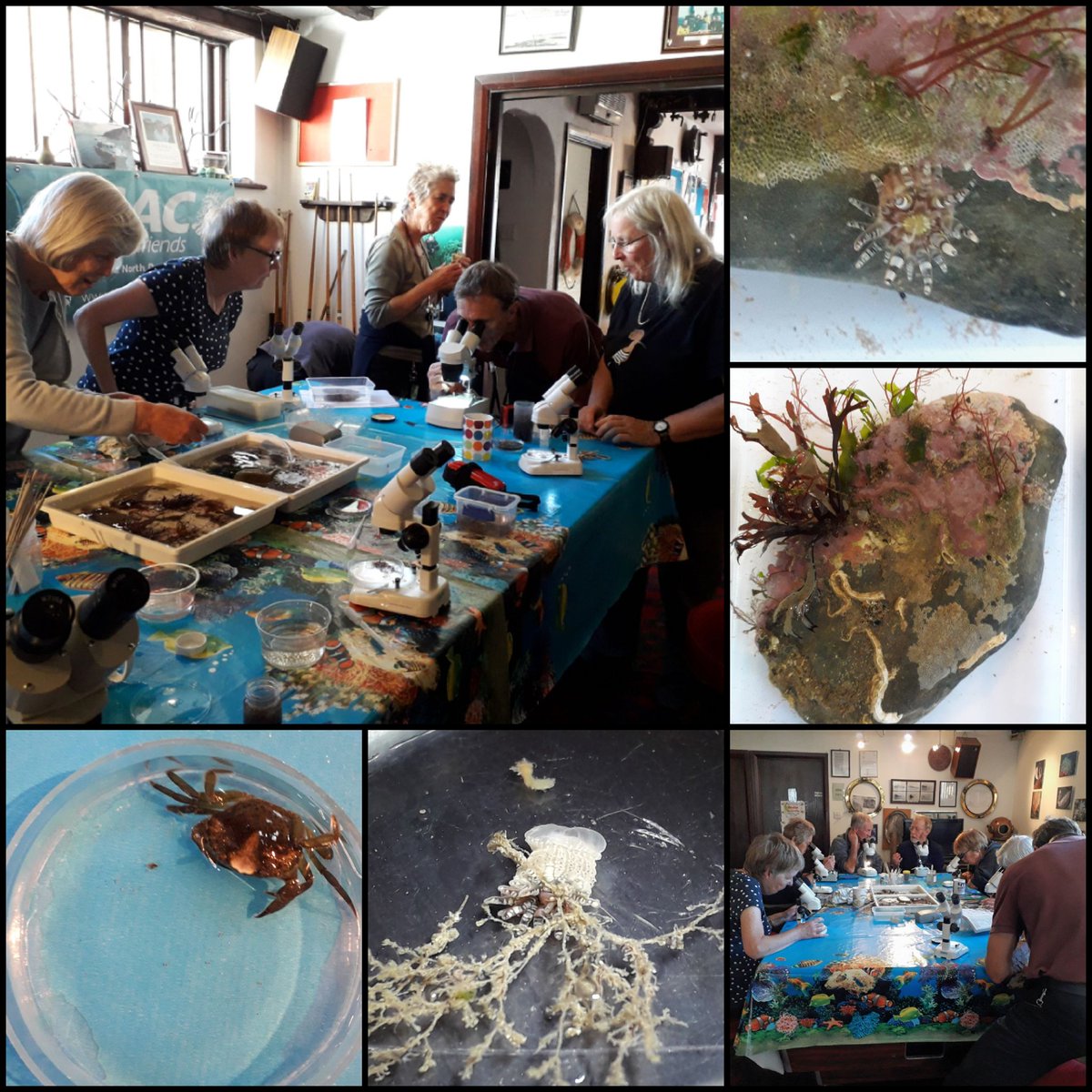 LoveMarineLife ๐ (@lovemarinelife) on Twitter photo <a href="/CoastwiseR/">Coastwise North Devon ๐</a> members had an enjoyable microscope workshop at <a href="/combediver/">ilfsac0086</a> club earlier - lots of species to look at ๐ <a href="/CoastwiseR/">Coastwise North Devon ๐</a> members had an enjoyable microscope workshop at <a href="/combediver/">ilfsac0086</a> club earlier - lots of species to look at ๐