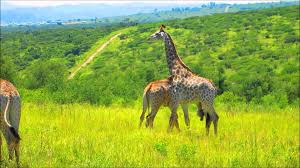 RefiloeShalang's tweet photo. Are looking for fun? This is the best place to be. Tala Game reserve is home to more than 380 bird species, tourists will also find big game such as Rhino's, hippo's, giraffe's  the rare sable antelope.#eng2604 https://t.co/Iyh9K7TirI