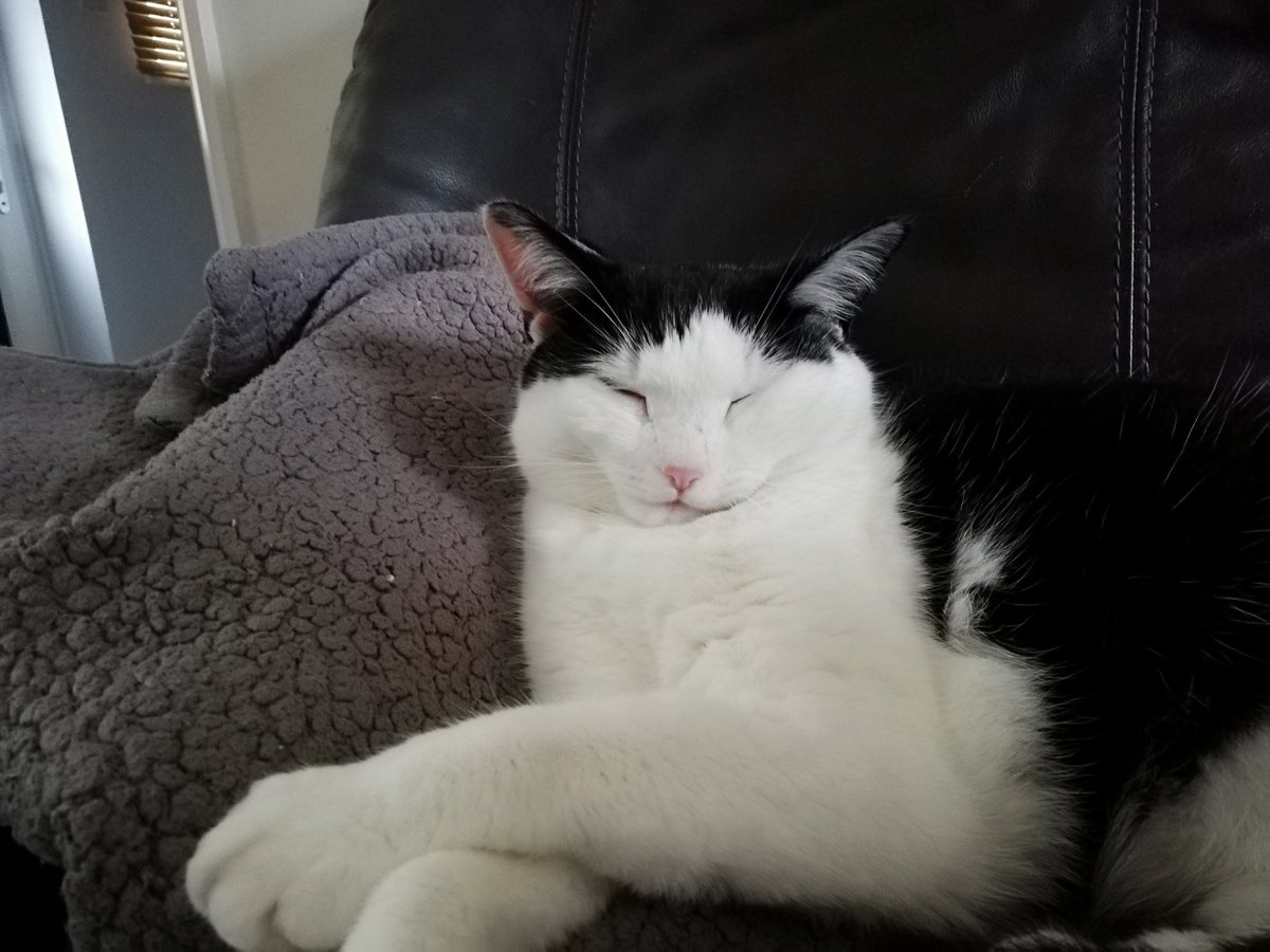 Fairycake78's tweet photo. @ColeTheBlackCat #RememberMeThursday #LightForPets #AdoptDontShop
Minx ❤️ https://t.co/kSS6eKf0b8