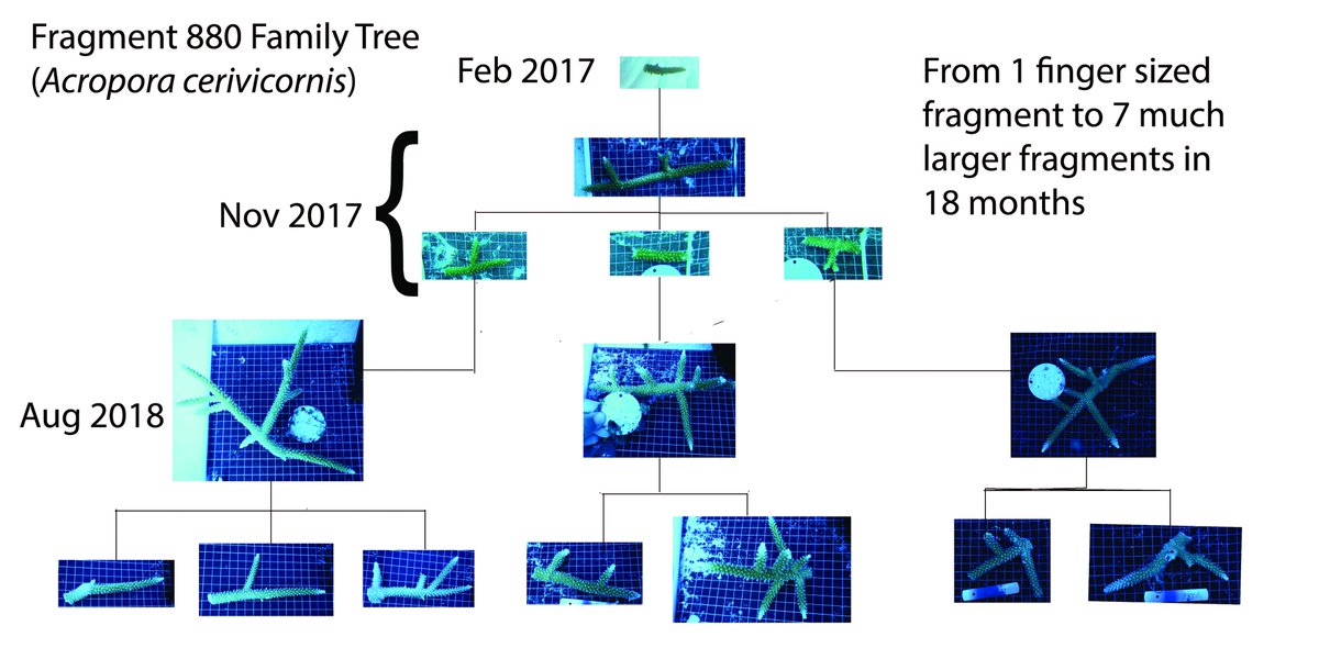 RestoreCorals's tweet photo. How we speed-up coral multiplication in coral nursery of the Turks and Caicos Reef Fund from @RestoreCorals https://t.co/vDleI3Ni6K