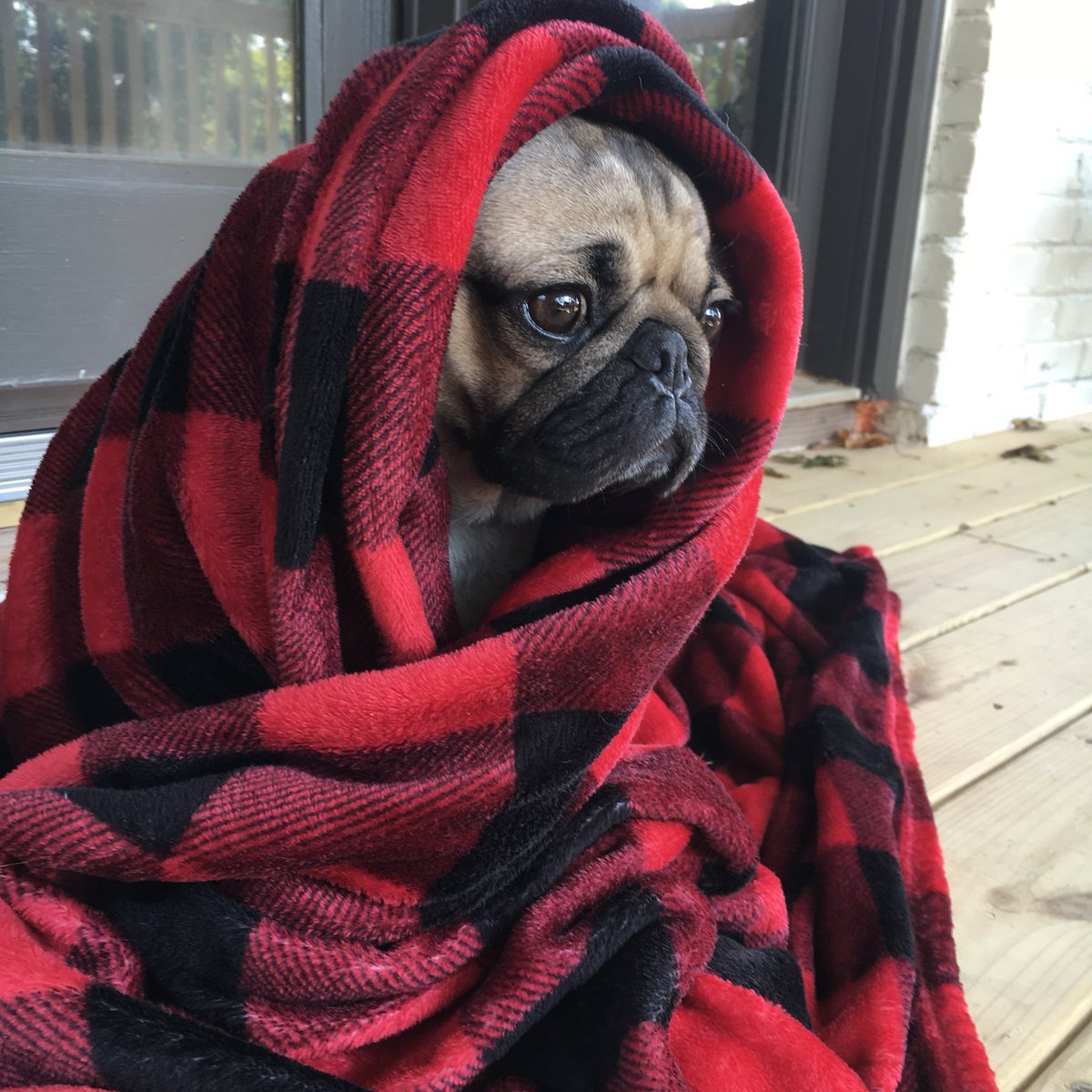 itsdougthepug's tweet photo. Me waiting for it to actually feel like Fall outside https://t.co/7WrDeP6T0C