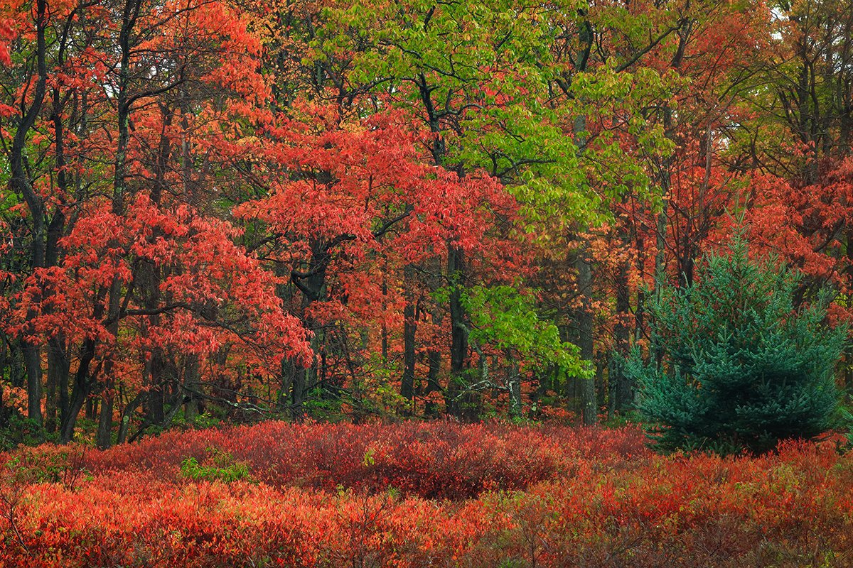 epfagallery's tweet photo. Today marks the first day of our #HappyFallChallenge! We will be posting one of Emmanuel's fall photographs everyday through October 31st. Happy Fall & tweet us your best fall photos! #epfagallery https://t.co/F6NPxV3UZx