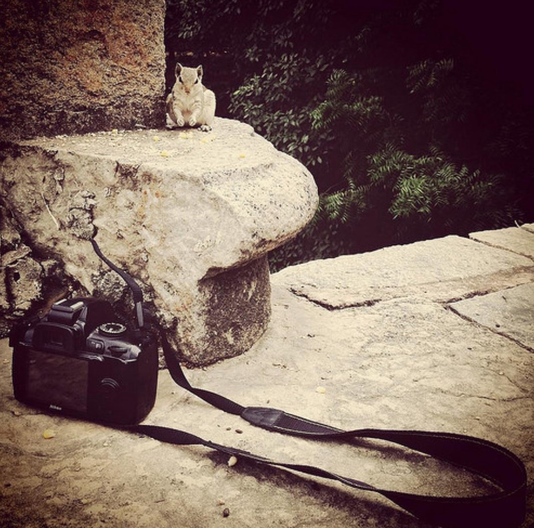 bhaveshsw's tweet photo. @KaduIndia #IntoTheWild #WorldTourismDay #SupremeCourt #KaduTourism #photography #Tourism #beautiful sometime Ur subject is too eager to take it to the #NextLevel #Jungle #IncredibleIndia #Himachal #TrueModel #RuralTourism #PhotoTours #LittleLifeHappiness https://t.co/h70AtRZR1L
