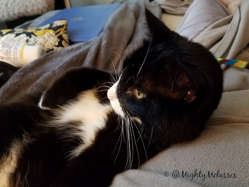 MightyMolasses's tweet photo. @ColeTheBlackCat My 5th Gotcha Day is approaching next month. Grateful to @hssv and 👵 for saving me!
#RememberMeThursday
#LightForPets
#AdoptDontShop
😙🐱♥️👵 https://t.co/anYnUelkDs