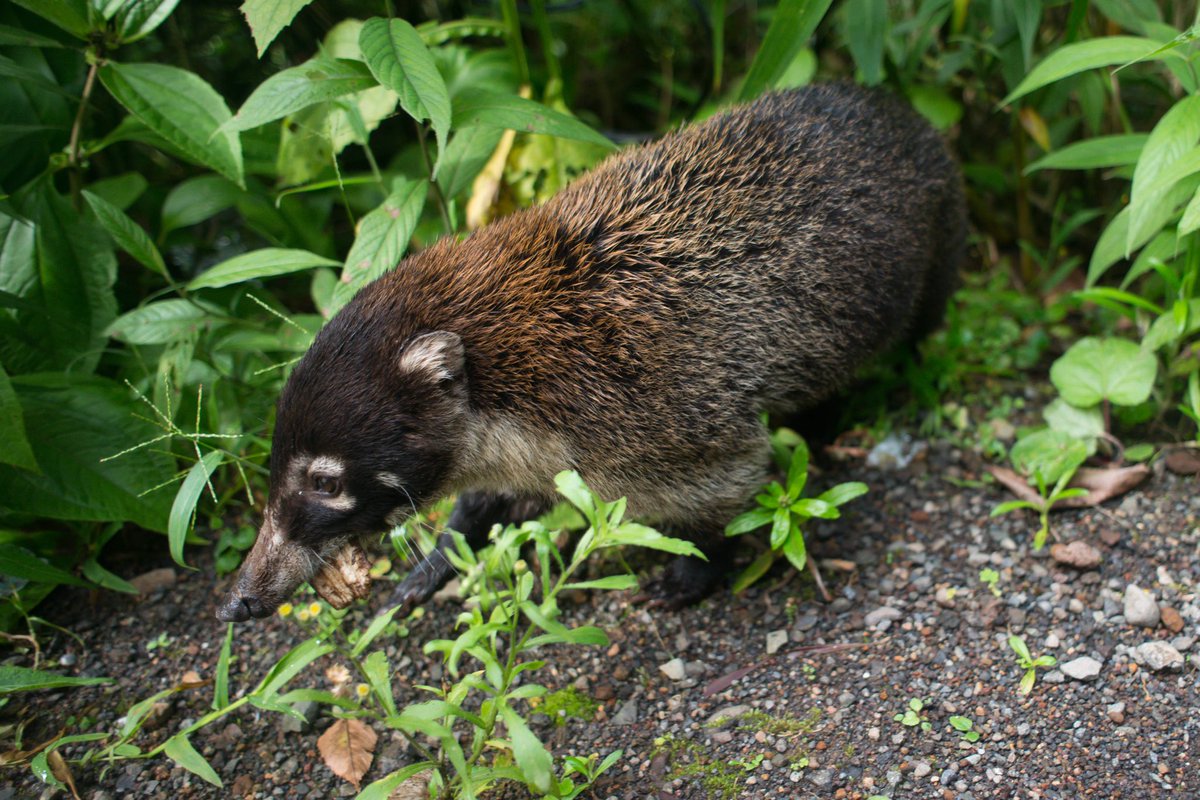 imperialbeerus's tweet photo. Coatis, relatives of racoons, are native to Central and South America and can be found roaming on the ground or lounging in trees. #Wildlife #Nature #CostaRica https://t.co/e0v7K02mz1