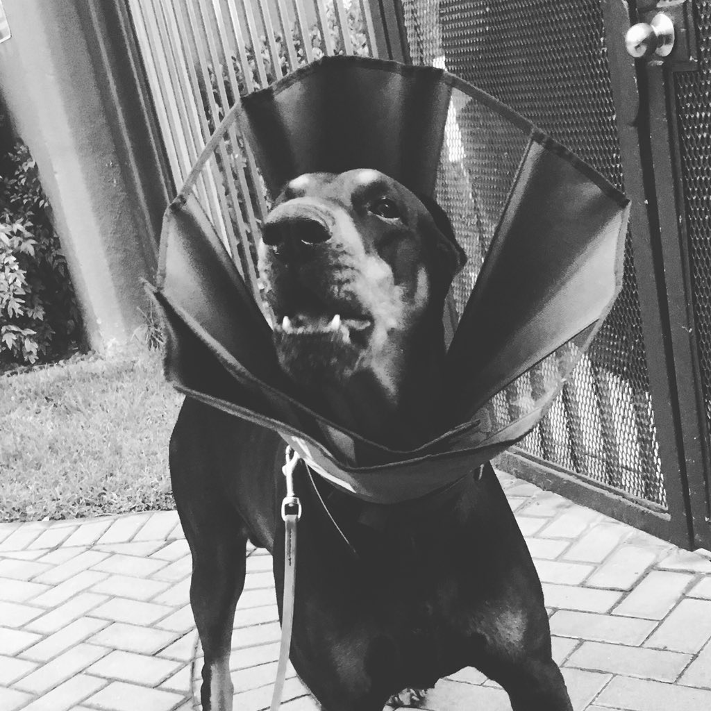 K9Khodi's tweet photo. @KatsKitties Doggoโs mom trying out #surgery #recovery #collar alternatives. This one is a #zencone by #zenpets. Alternately he could be #Dracula for #Halloween. @WeLoveDogsUSA
@Dodo
@dog_feelings
@dogandpuplovers
@dog_rates
@bestdogphotos
@DoberLife https://t.co/A3ppNz4RNh