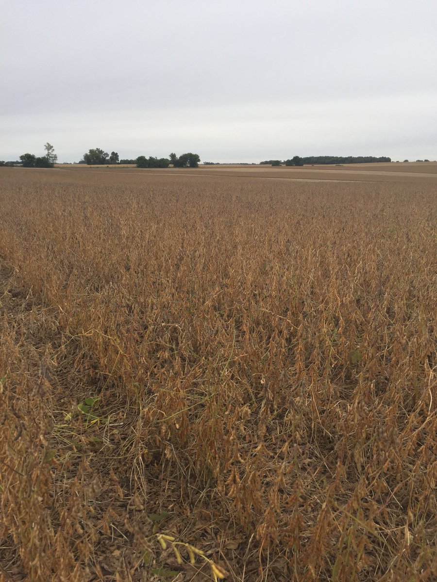 thatwhitcra's tweet photo. Very happy S18-H3X Seed Production Grower near Vesta, MN seeing yields in the 70’s. Anxious to see field average. #NKSeeds https://t.co/lY5bXdk9ny